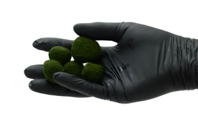 Кладофора M, 5 шт